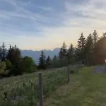 Le Foret - Cergnat Le Sépey