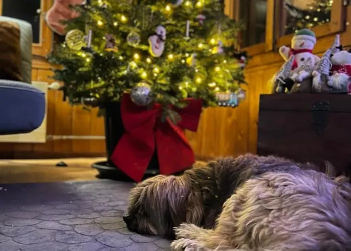 Chalet Le Foret - Cergnat Le Sépey